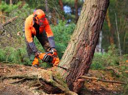 Best Tree Preservation Services  in Osakis, MN